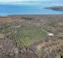 Une belle oliveraie dans la région de Sotovento sur l'île de Krk 