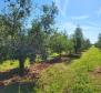 A spacious olive grove with 300 olive trees in Novigrad area 