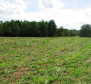 Large agricultural land in Labin, 83500 sq.m. 