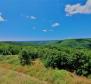 Spacious land plot in Kanfanar, 10.000m2 